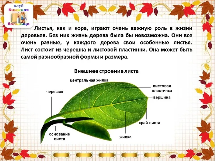 Слайд5