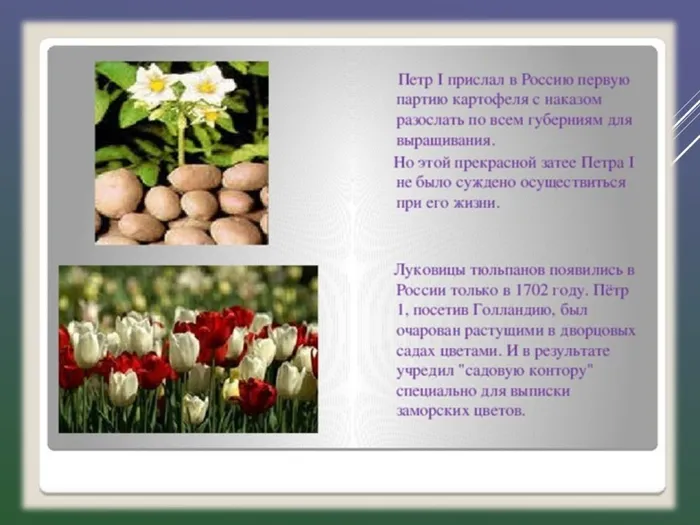 Слайд13 к теме "Пётр 1"