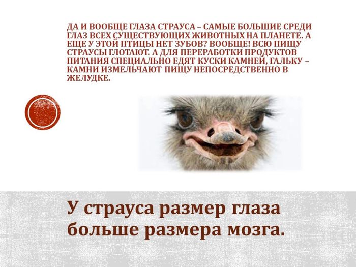 10.о страусах